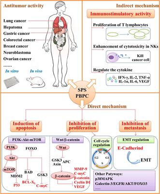 Extraction, Structures, Bioactivities and Structure-Function Analysis of the Polysaccharides From Safflower (Carthamus tinctorius L.)